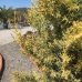 Cypruštek arizónsky (Cupressus arizonica) ´FASTIGIATA AUREA´ (-13°C)  - výška 150-175cm, kont. C18L